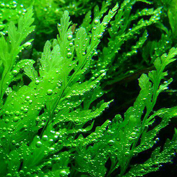 les-bienfaits-des-algues-marines-pour-la-peau